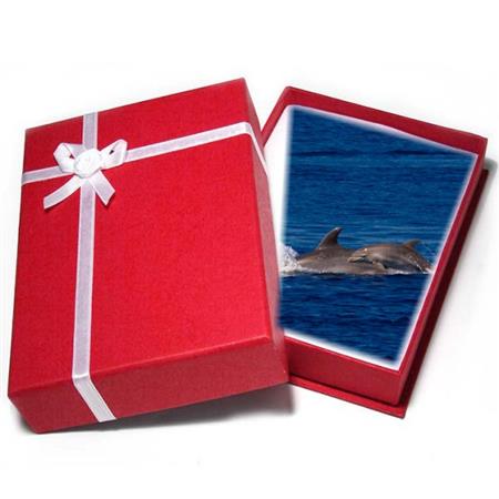 Bon cadeau Découverte des dauphins 