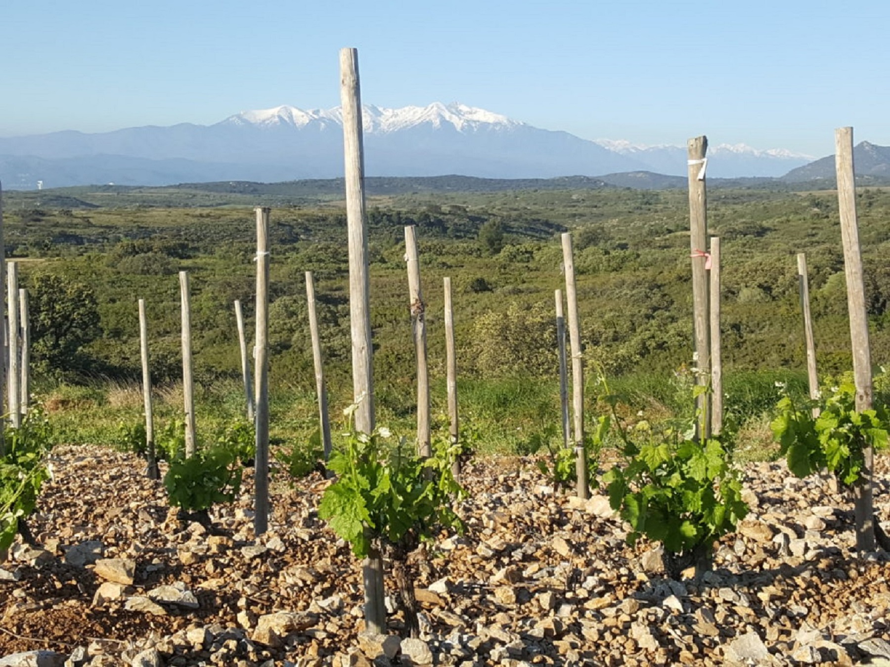 Enquête découverte sur une journée, des différents terroirs des vignobles catalans