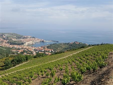 Balade Découverte du vignoble de Collioure - 1/2 journée