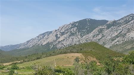 Vignobles des Pays Cathares, découverte à la demi-journée